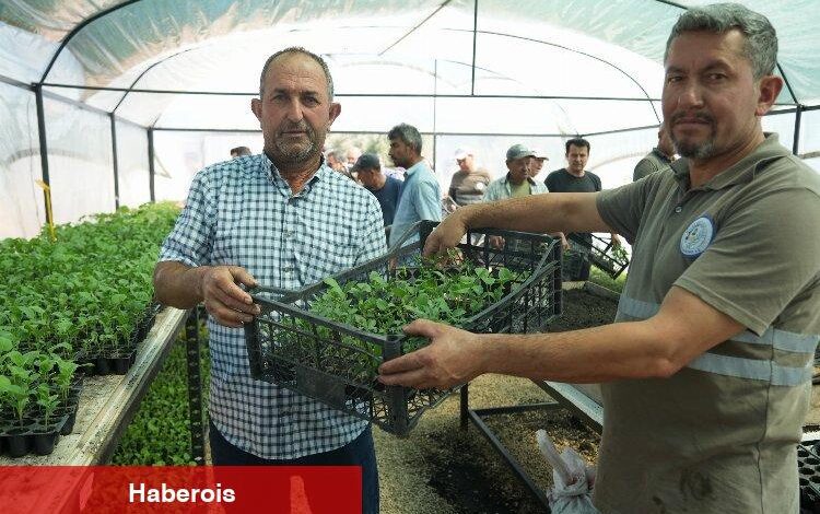 Muğla Milas'ta üreticilere fide desteği - Haberois Muğla Milas'ta üreticilere fide desteği
