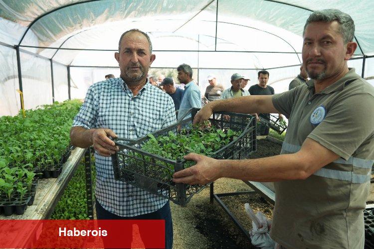 Muğla Milas'ta üreticilere fide desteği