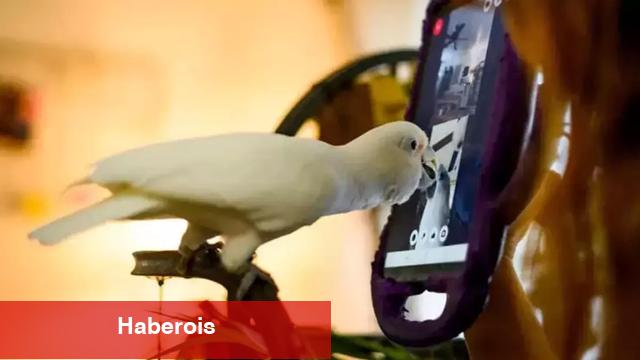 Papağanlar bile manzaralı sohbete başladı, can atıyorlar