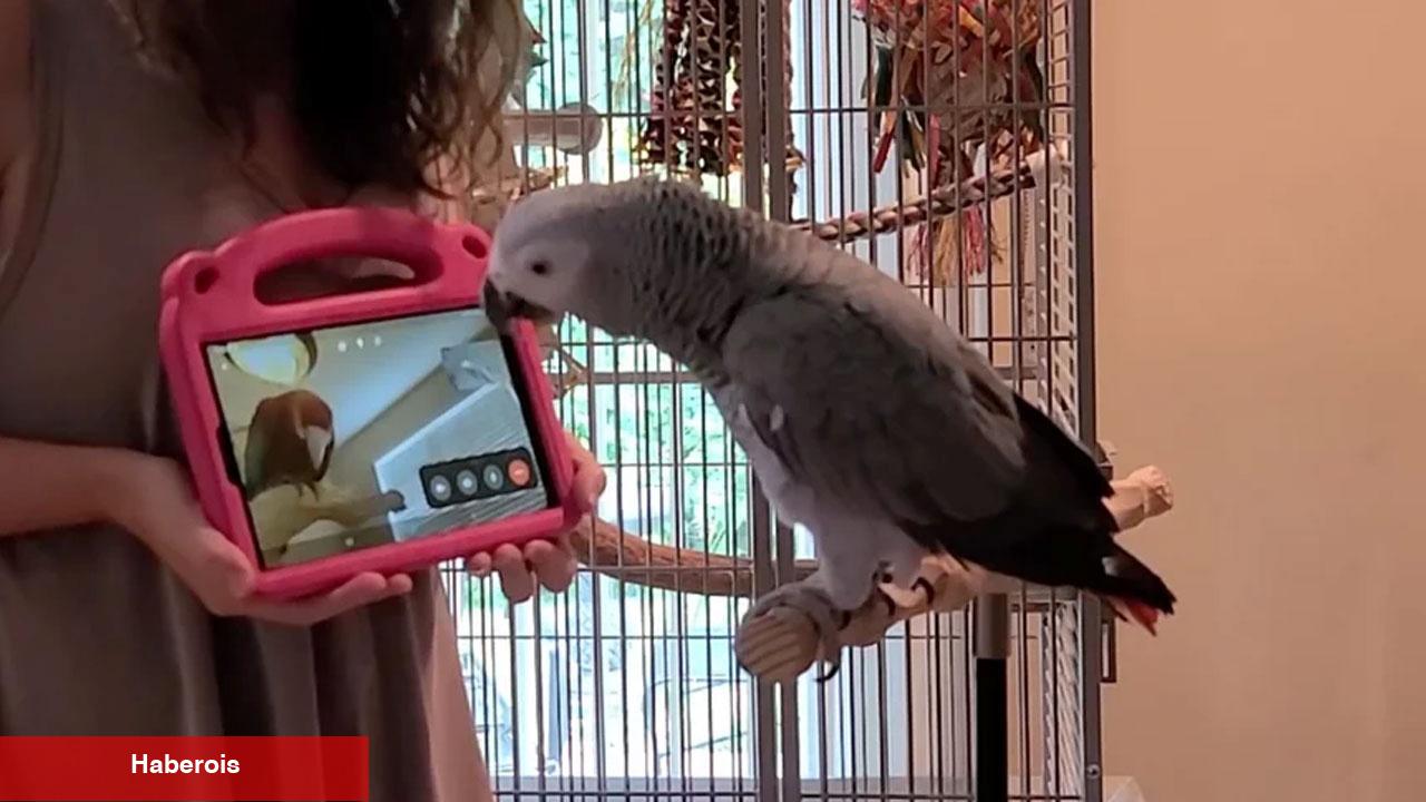 Papağanlar bile manzaralı sohbete başladı, can atıyorlar