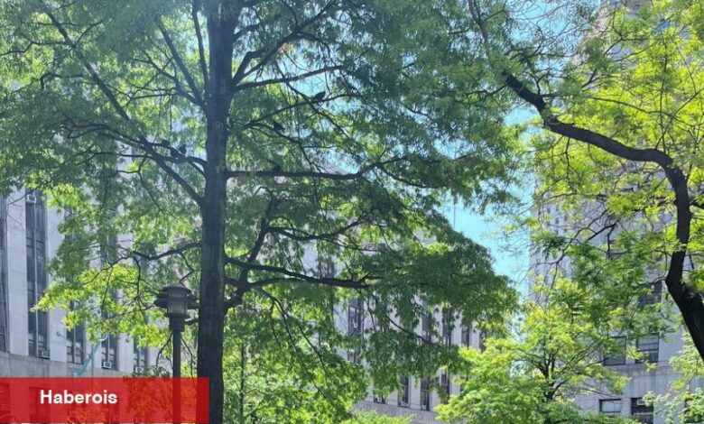 Polis, Adliye Dışında Trump Karşıtı Protestocuları Tutukladı - Haberois Polis, Adliye Dışında Trump Karşıtı Protestocuları Tutukladı