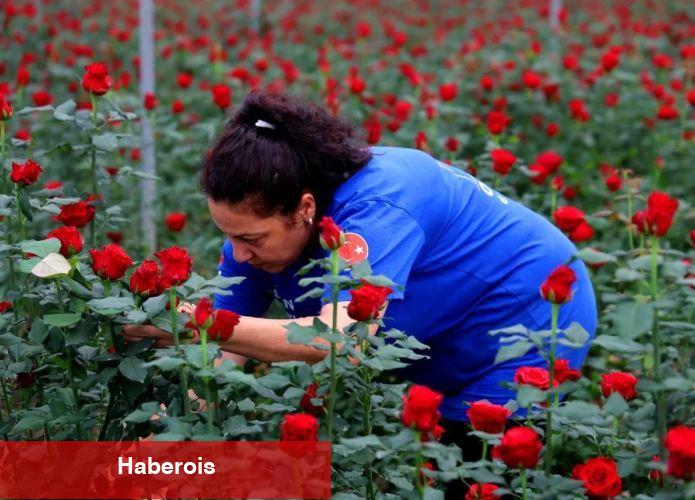 Sıcak havalar gül hasadını hızlandırdı: Tarlada 3 TL dükkanda 30 TL internette 50 TL!