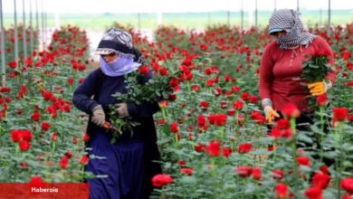 Sıcak havalar gül hasadını hızlandırdı: Tarlada 3 TL dükkanda 30 TL internette 50 TL!