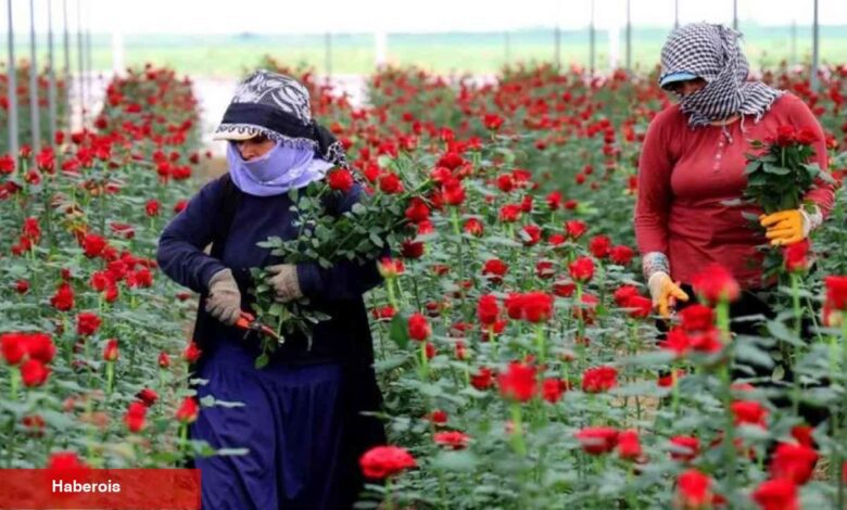 Sıcak havalar gül hasadını hızlandırdı: Tarlada 3 TL dükkanda 30 TL internette 50 TL!