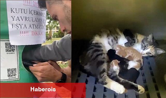 Yavru kedileri Buca Belediyesi ekipleri kurtardı - Haberois Yavru kedileri Buca Belediyesi ekipleri kurtardı
