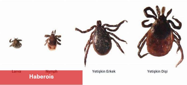 Yaz aylarının kabusu geri döndü