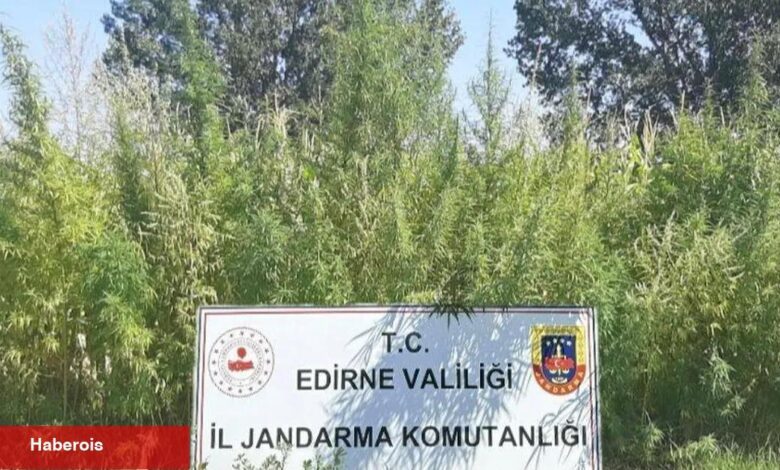 160 bin kök kenevir imha edildi - Haberois 160 bin kök kenevir imha edildi