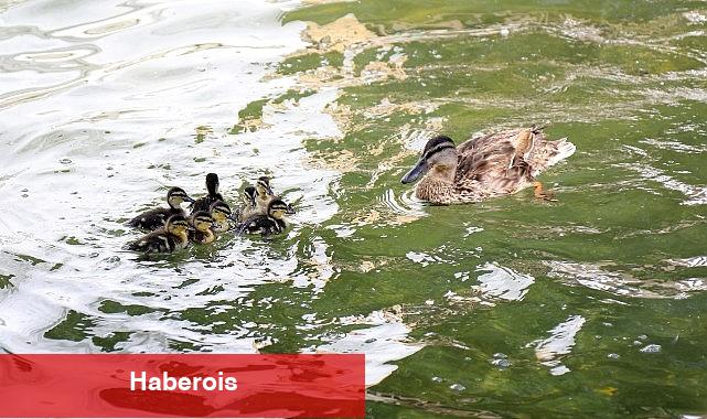 Ankara'nın simgelerinden Kuğulu Park'ta 8 yavru ördek daha suyla buluştu - Haberois Ankara'nın simgelerinden Kuğulu Park'ta 8 yavru ördek daha suyla buluştu