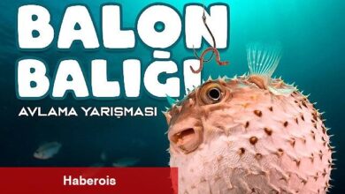 Antalya Büyükşehir Belediyesi'nden Balon Balığı Avlama Yarışması