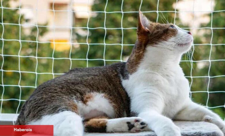 Balkonlarda güvenliğin sembolü: Balkon Filesi! Balkon filesi nasıl takılır? - Haberois Balkonlarda güvenliğin sembolü: Balkon Filesi! Balkon filesi nasıl takılır?