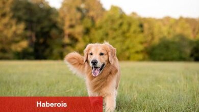 Boehringer Ingelheim'dan Köpeklerin Her Yaş Döneminde Sağlık ve Mutlulukları İçin Bilgilendirme: "İnsanlar gibi köpeklerin de ihtiyaçları yaşlarına göre değişiyor"