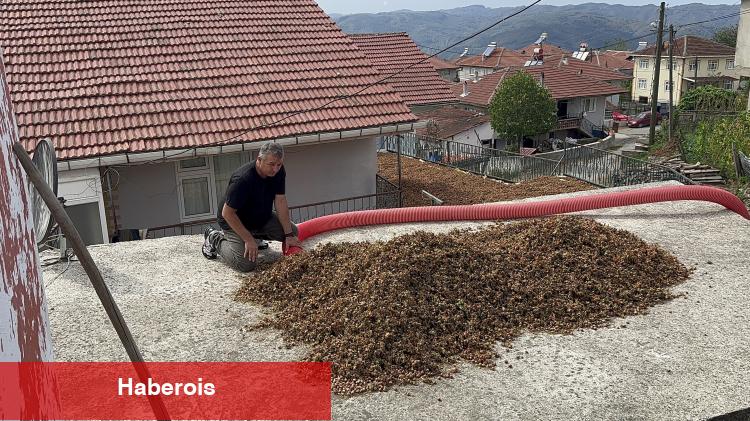 Düzce'de zorlu fındık hasadında patoz başladı