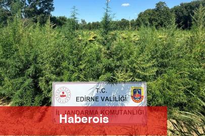 Edirne'de 49 bin 500 kök kenevire imha