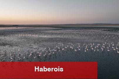 Flamingolara gözümüz gibi baktık... Uğurluyoruz!