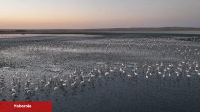Flamingolara gözümüz gibi baktık... Uğurluyoruz!