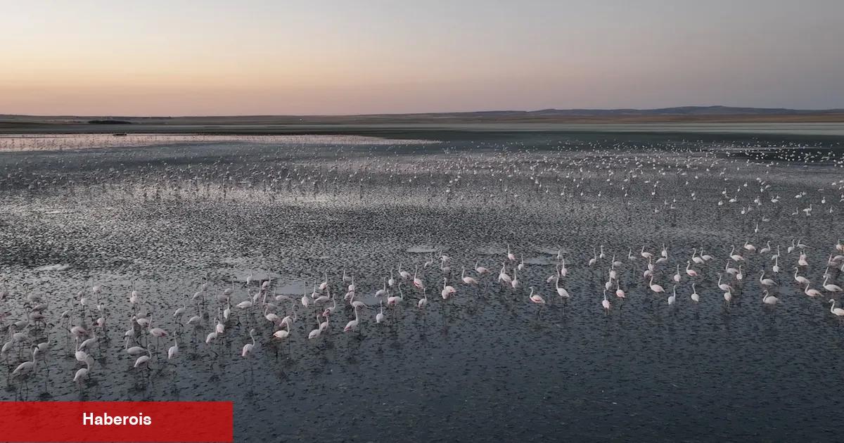 Flamingolara gözümüz gibi baktık... Uğurluyoruz!