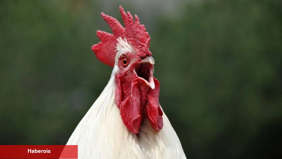 Horoz eti tüketilir mi? Sıhhat ve lezzet açısından bilmeniz gerekenler - Haberois Horoz eti tüketilir mi? Sıhhat ve lezzet açısından bilmeniz gerekenler