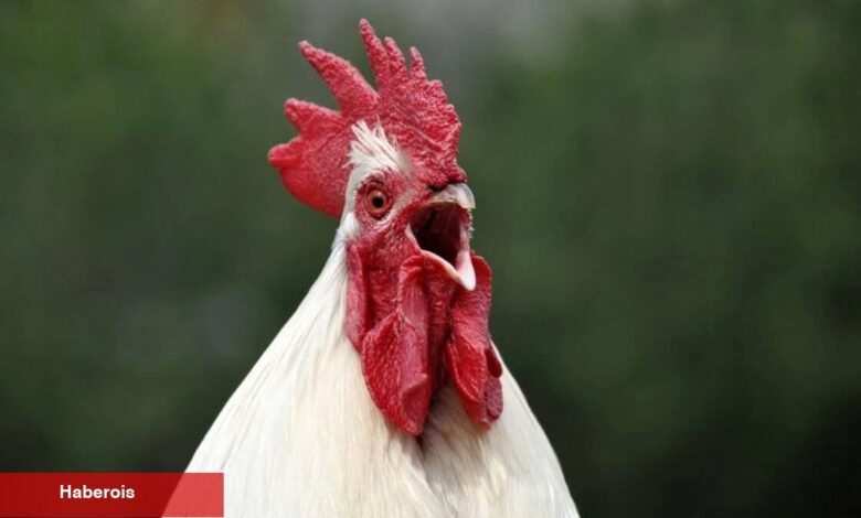 Horoz eti tüketilir mi? Sıhhat ve lezzet açısından bilmeniz gerekenler - Haberois Horoz eti tüketilir mi? Sıhhat ve lezzet açısından bilmeniz gerekenler