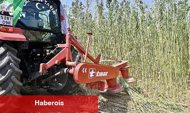 İzmir'de İlk Defa İzinli ve Kontrollü Olarak Lif ve Tohum Üretimi Amacıyla Yetiştirilen Kenevirin Hasadı Gerçekleştirildi - Haberois İzmir'de İlk Defa İzinli ve Kontrollü Olarak Lif ve Tohum Üretimi Amacıyla Yetiştirilen Kenevirin Hasadı Gerçekleştirildi