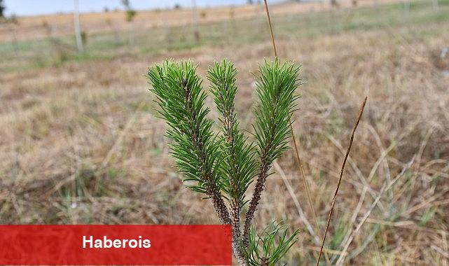 Kent Ormanı'nda binlerce fidan büyüyor - Haberois Kent Ormanı'nda binlerce fidan büyüyor