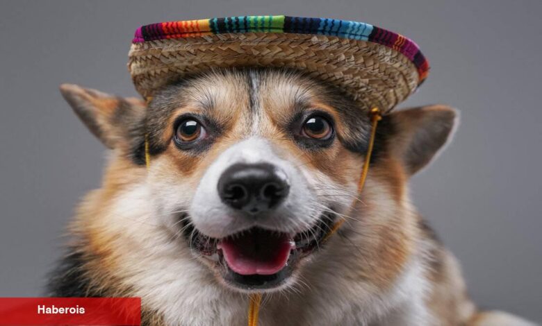 Köpek sahibi olmanın yararları - Haberois Köpek sahibi olmanın yararları