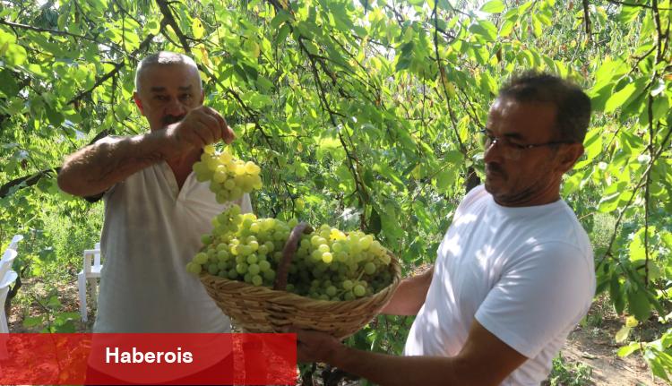Lezzetiyle meşhur üzümlerin hasadına başlandı