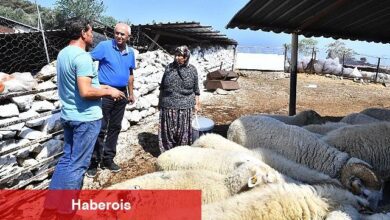Merasız kalan hayvanlar yem desteğiyle yaşama tutundu Büyükşehir yangından etkilenen köylerin yaralarını sarıyor