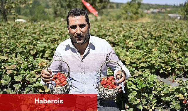 Ödemişte Organik Çilek Projesi İlk Meyvelerini Verdi - Haberois Ödemişte Organik Çilek Projesi İlk Meyvelerini Verdi