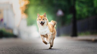 Shiba Inu Yeni ‘Çılgın Projesiyle’ Geliyor: İşte Detaylar!