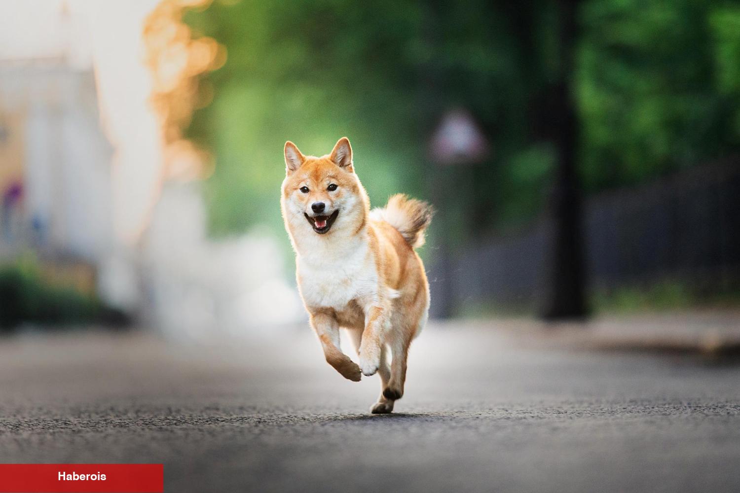 Shiba Inu Yeni ‘Çılgın Projesiyle’ Geliyor: İşte Detaylar!