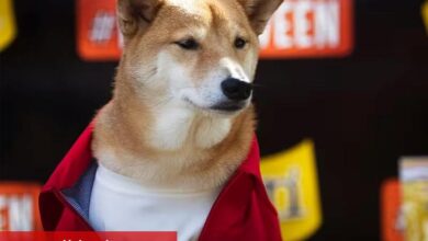Shiba Inu’dan gelecek planlarına dair önemli açıklama