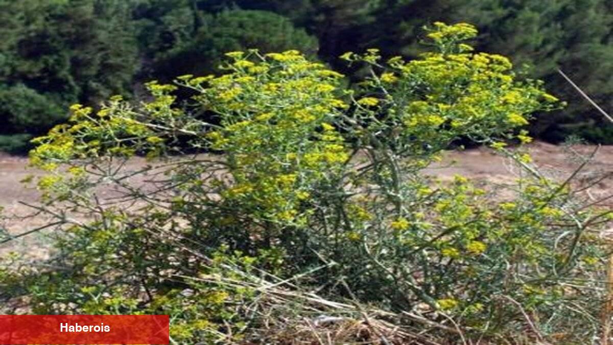 Tabiatın mucizesi: Çörtük otu - Haberois Tabiatın mucizesi: Çörtük otu