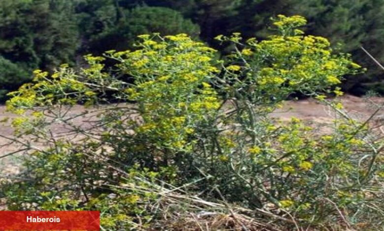 Tabiatın mucizesi: Çörtük otu - Haberois Tabiatın mucizesi: Çörtük otu