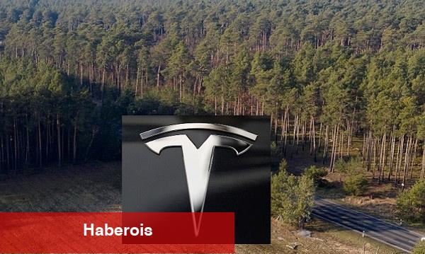 Tesla Almanya'da ağaç katliamı yaptı: Elon Musk'a reaksiyon büyük