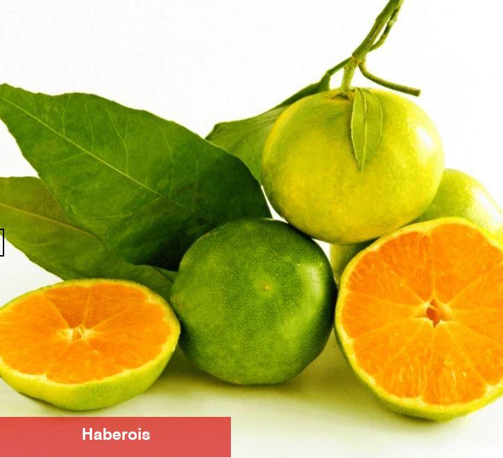 10 dönümlük toprakta tek çalışıyor! Bu meyvenin yararı saymakla bitmiyor