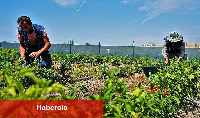 22 ton sebze ve meyve ihtiyaç sahibi ailelerin sofrasına ulaştı. - Haberois 22 ton sebze ve meyve ihtiyaç sahibi ailelerin sofrasına ulaştı.