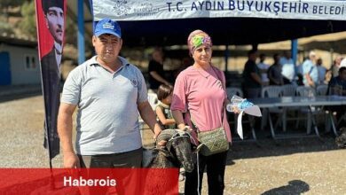 Aydın Büyükşehir Belediyesi Üreticilere Sakız Koçu, Sakız Koyunu, Çine Çaparı ve Honamlı Keçisi Hibe Etmeye Devam Ediyor