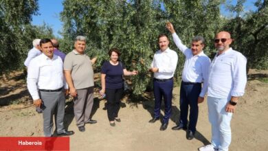 Bursa'da zeytin rekoltesinde yüksek verim bekleniyor