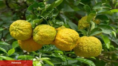 Cilt ve zihin için mucize: Bergamot