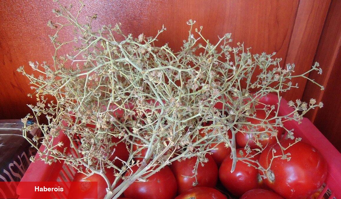 Çörtük otu nedir? Çörtük otu yararları nelerdir?