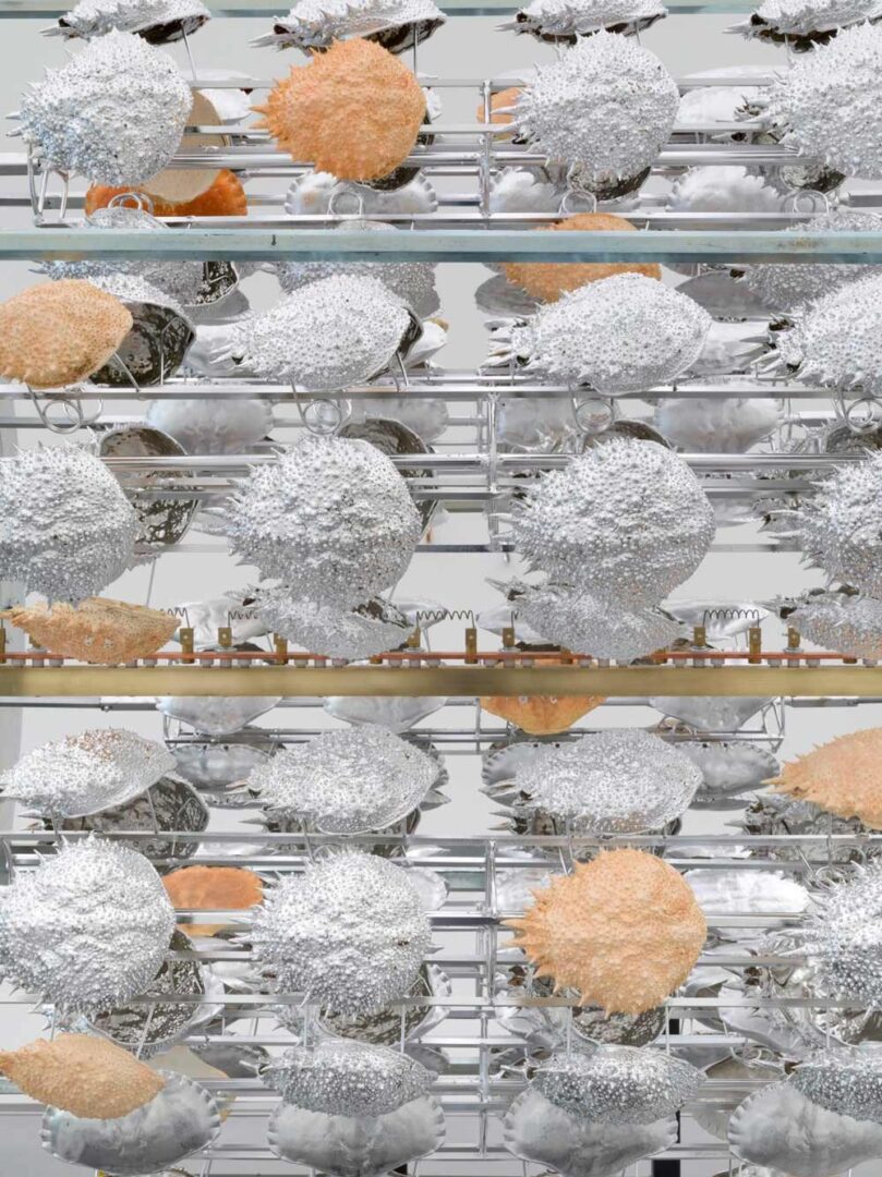 Deniz Kabuğu Sanatı Kitsch Ününü Kaybediyor