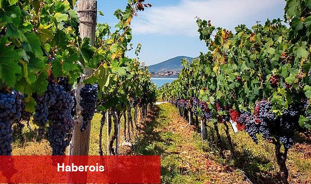 Eylül Ayında Avşa Adası'nda Düzenlenen Ada Karası Üzüm Hasadı Günleri Yoğun İlgi Görüyor - Haberois Eylül Ayında Avşa Adası'nda Düzenlenen Ada Karası Üzüm Hasadı Günleri Yoğun İlgi Görüyor