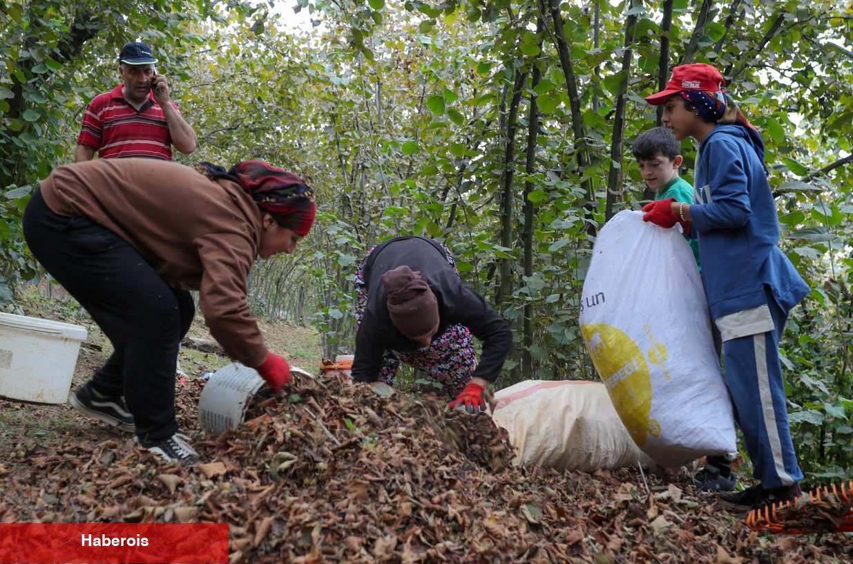 Fındık hasadı devam ediyor: Genç kız üniversite masraflarını hasattan çıkarıyor!