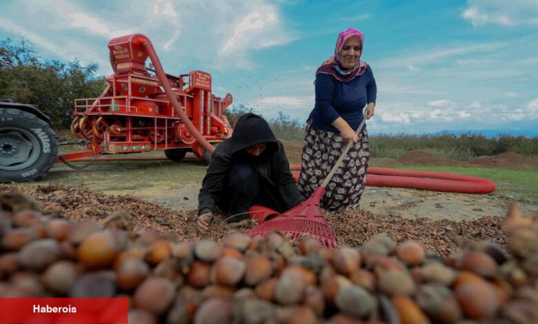 Fındık hasadı devam ediyor: Genç kız üniversite masraflarını hasattan çıkarıyor! - Haberois Fındık hasadı devam ediyor: Genç kız üniversite masraflarını hasattan çıkarıyor!