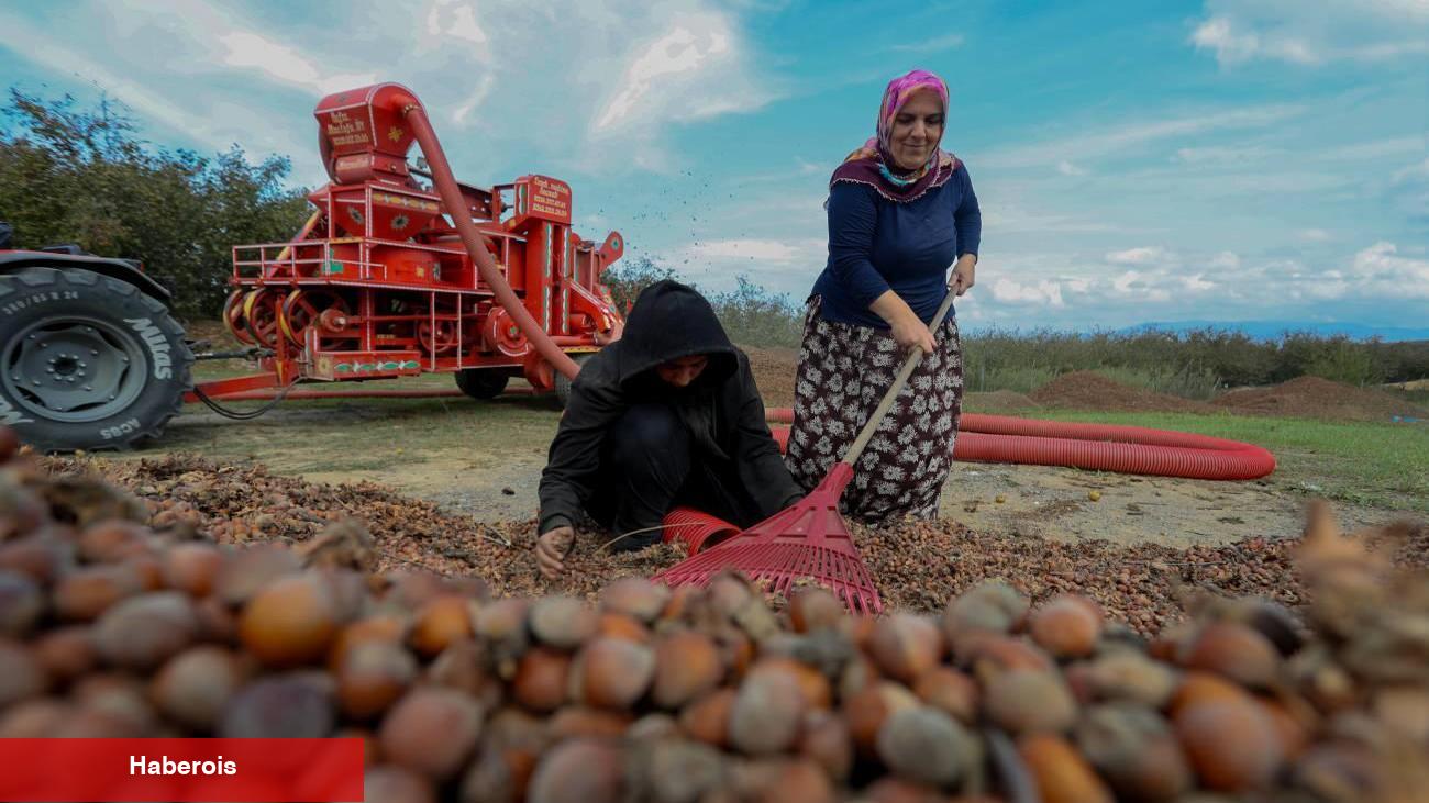 Fındık hasadı devam ediyor: Genç kız üniversite masraflarını hasattan çıkarıyor!
