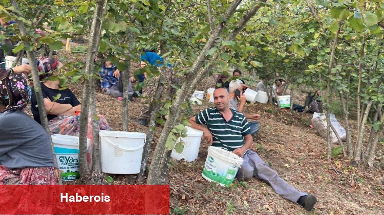 Fındık üreticisinden sitem! Üretmekten vazgeçeceğiz
