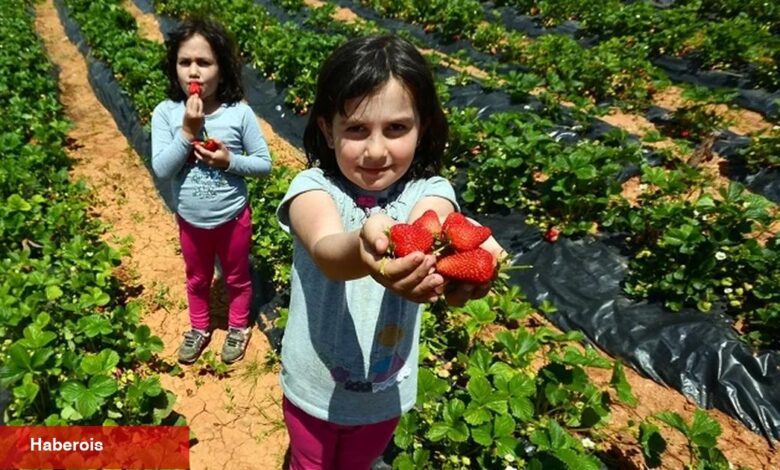 'Hüyük Çileği' Konya'nın ilk tescillisi oldu - Haberois 'Hüyük Çileği' Konya'nın ilk tescillisi oldu