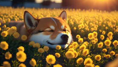 İki Analistten Shiba Inu için Tezli Gaye: Mümkün mü?
