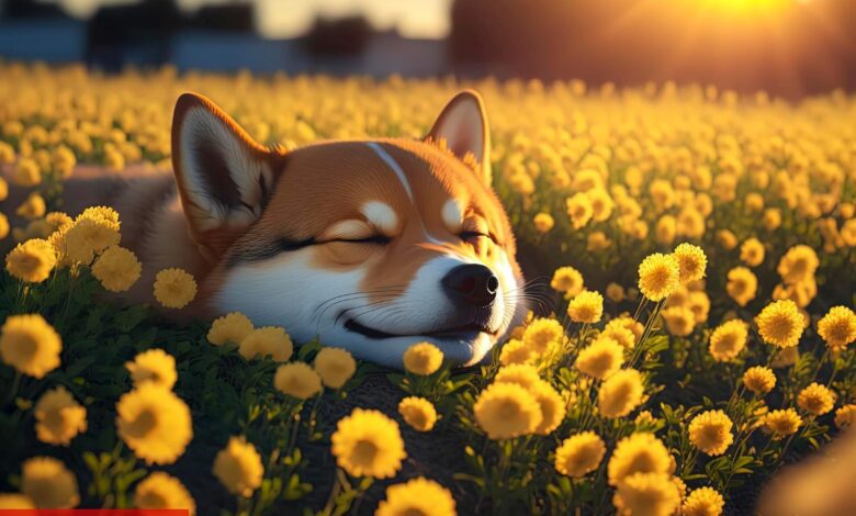 İki Analistten Shiba Inu için Tezli Gaye: Mümkün mü? - Haberois İki Analistten Shiba Inu için Tezli Gaye: Mümkün mü?