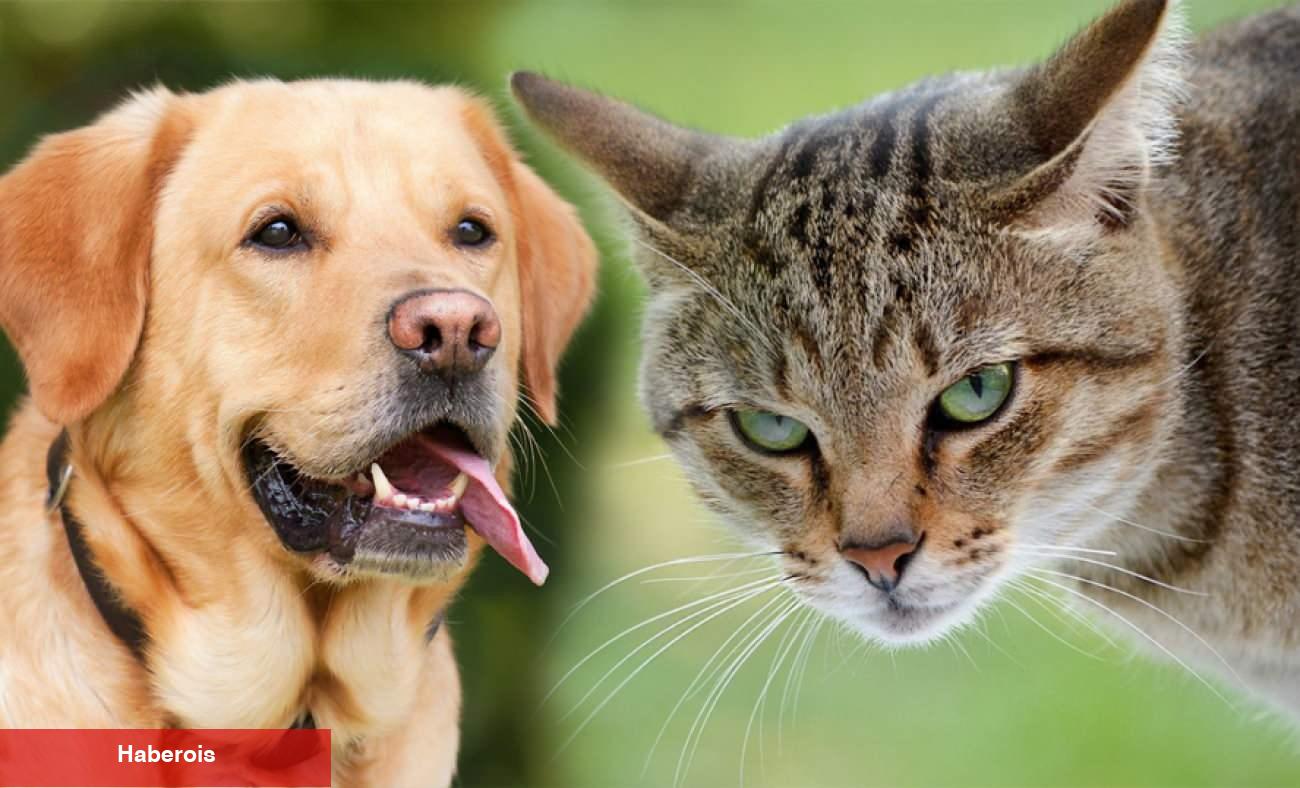 Kedi sevenler köpek sevenlerden daha zeki! Araştırma sonuçları farklı gerçeği ortaya koydu
